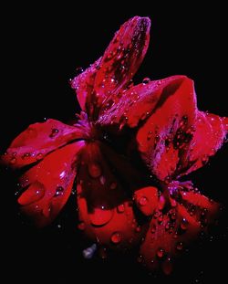 Close-up of raindrops on pink flower