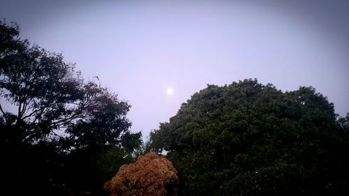 Low angle view of trees against clear sky