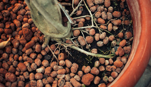 Home-grown plant with well-grown roots in expanded clay granules grown in passive hemihydroponics.