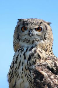Close-up of owl