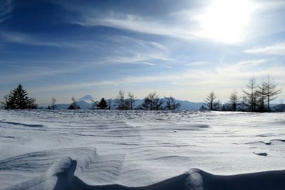 Bare trees on snow covered landscape