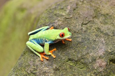 Frog on branch with nature background, animal closeup