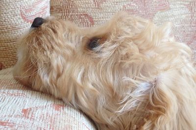 Close-up of dog relaxing on bed