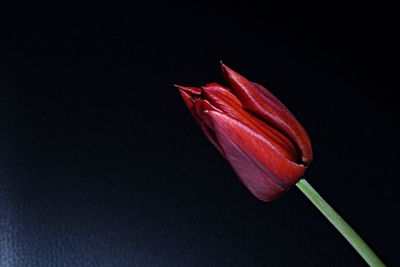 Close-up of red object over black background