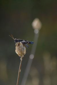 Close-up of grasshopper on pollinating flower