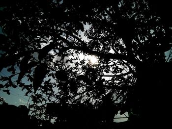 Low angle view of silhouette tree against sky