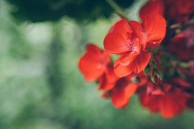 Close-up of red flower blooming outdoors