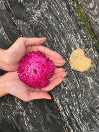 High angle view of hand holding pink flower petals on wood