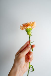 Cropped hand of woman holding flower against white background