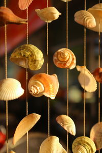 Close-up of shells on the for sale