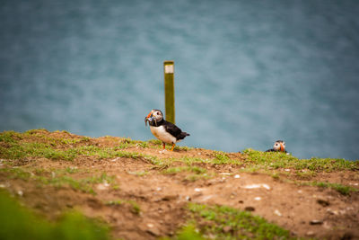 Close-up of bird perching on rock