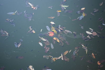 High angle view of fishes swimming in lake