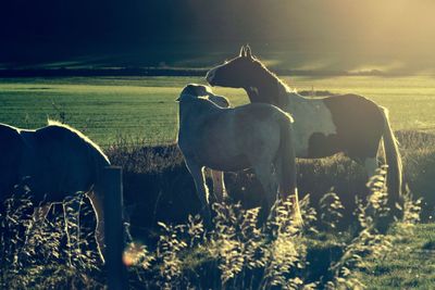 Horse grazing on field against sky