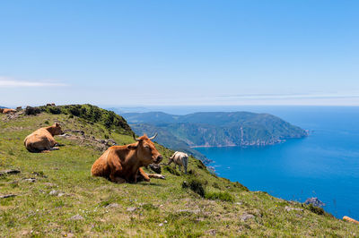 Cows on a land