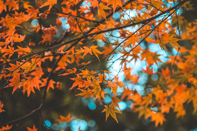 Close-up of maple leaves on tree during autumn