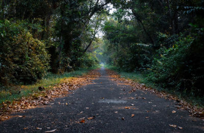 Road passing through forest