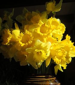 Close-up of yellow flowering plant