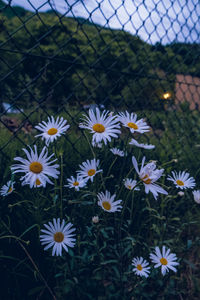 Close-up of white daisy flowers on field