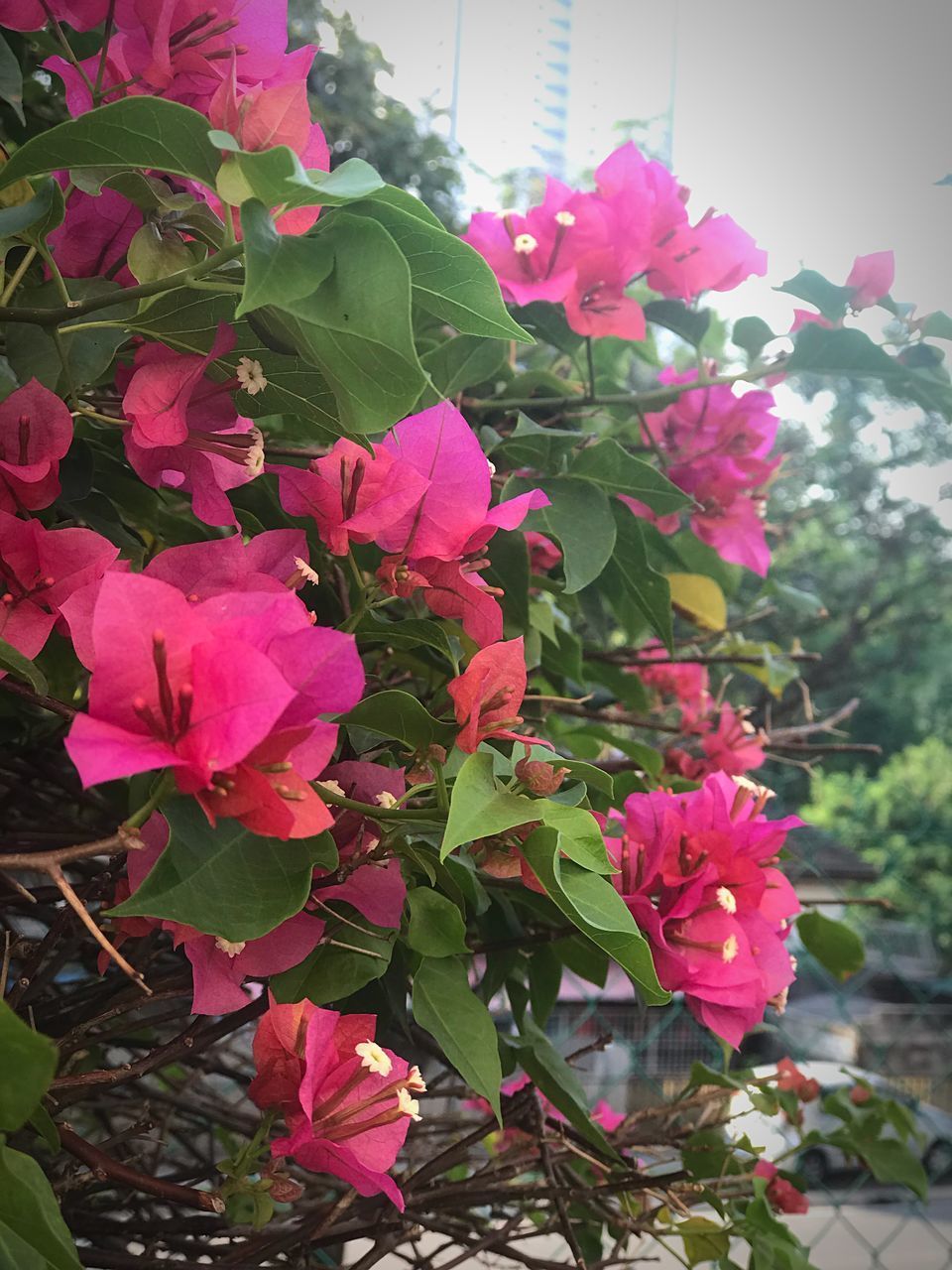 CLOSE-UP OF PINK BOUGAINVILLEA PLANT