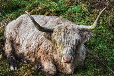 Highland cattle