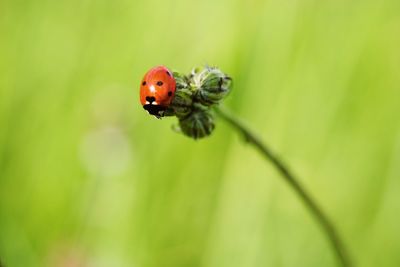 Close-up of ladybug on leaf