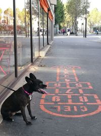 Dog on road in city