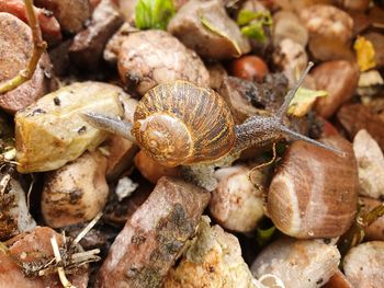 Close-up of snail