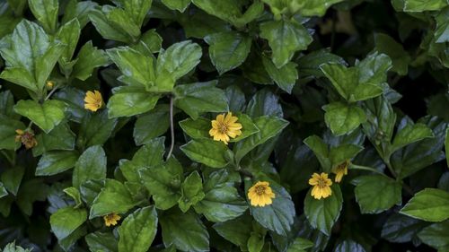 High angle view of yellow flowering plants