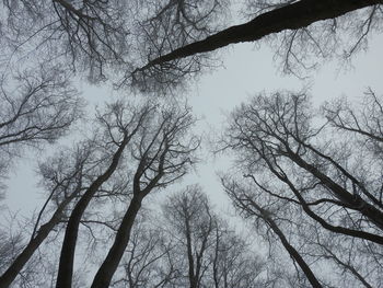 Low angle view of trees in forest against sky
