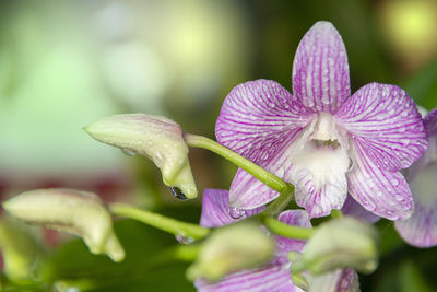 Close-up of wet purple flowering plant