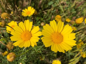 Close-up of yellow flowering plant