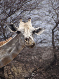 A giraffe stands alone in the steppe of the etosha national park on a sunny autumn day in namibia