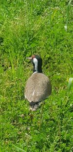 Bird standing in field