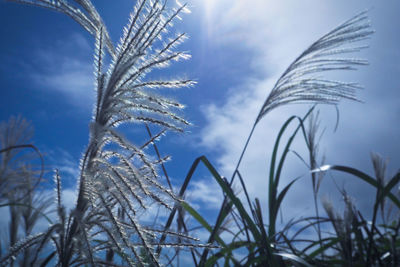 Low angle view of snow on field against sky