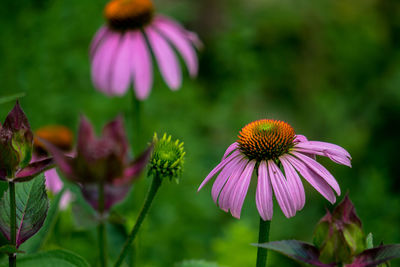 Close-up of purple coneflower blooming outdoors