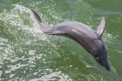 View of a dolphin in sea