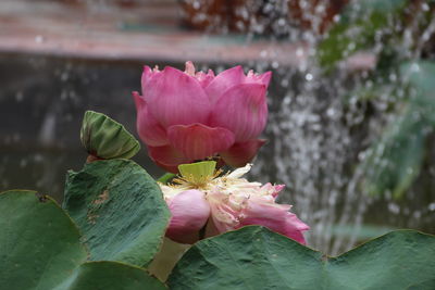 Close-up of pink lotus water lily