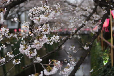 Close-up of flowers growing on tree