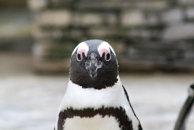 Close-up portrait of bird against blurred background