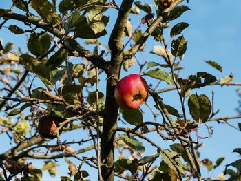 Low angle view of apple tree