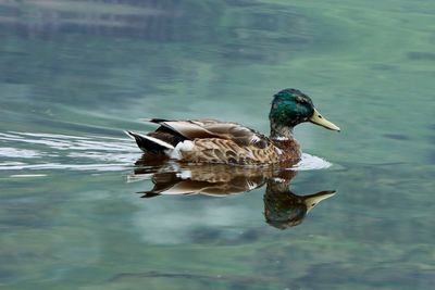 Mallard duck swimming in a lake with reflection