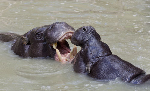 Close-up of hippopotamus fighting in pool
