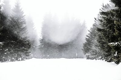 Trees in forest against sky during winter