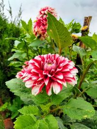 Close-up of pink flowering plant