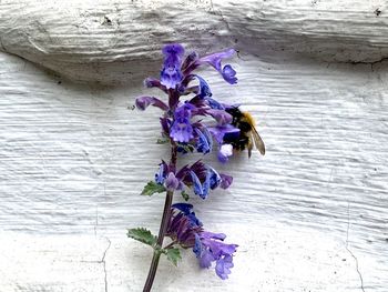 Close-up of insect on purple flower