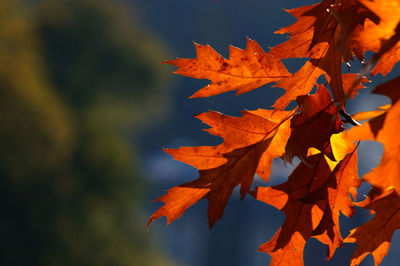 Close-up of maple leaves during autumn