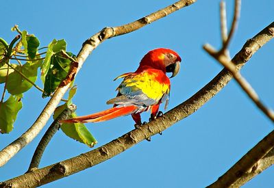 Low angle view of bird perching on tree against sky