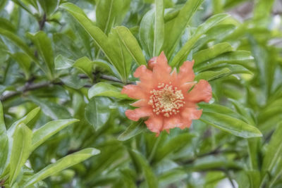 Close-up of flowering plant