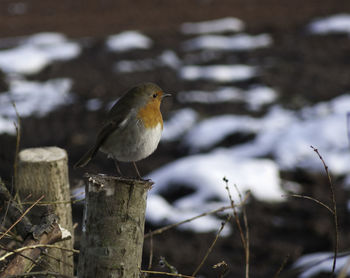 Close-up of bird perching on water