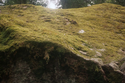 Close-up of moss on rocks